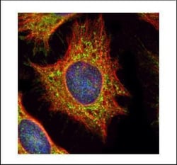 Invitrogen XYLT2 Polyclonal Antibody 100 &mu;L | Buy Online | Invitrogen&trade; | Fisher Scientific