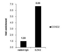 EZH2 Polyclonal Antibody, Invitrogen 100 &mu;L; Unconjugated:Antibodies,