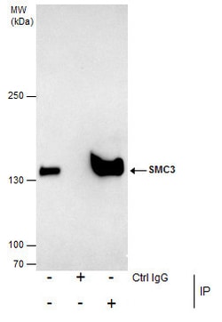 Invitrogen SMC3 Polyclonal Antibody 100 μL; Unconjugated:Antibodies,
