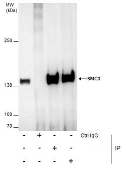 Invitrogen SMC3 Polyclonal Antibody 100 μL; Unconjugated:Antibodies,