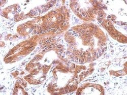 Invitrogen Complement C4 Polyclonal Antibody 100 &mu;L; Unconjugated:Antibodies,