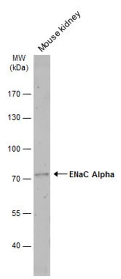 Invitrogen alpha-ENaC Polyclonal Antibody 100 &mu;L; Unconjugated:Antibodies,