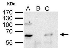 Invitrogen YY1 Polyclonal Antibody 100 &mu;L; Unconjugated:Antibodies,