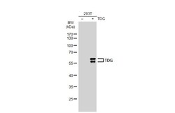 Invitrogen TDG Polyclonal Antibody 100 &mu;L; Unconjugated:Antibodies,