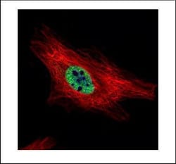 Invitrogen PIASy Polyclonal Antibody 100 &mu;L; Unconjugated:Antibodies,