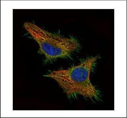 Invitrogen CSRP3 Polyclonal Antibody 100 &mu;L; Unconjugated:Antikroppar