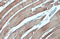 Invitrogen CSRP3 Polyclonal Antibody 100 &mu;L; Unconjugated:Antikroppar