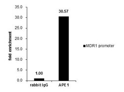 Invitrogen APE1 Polyclonal Antibody 100 &mu;L | Buy Online | Invitrogen&trade; | Fisher Scientific