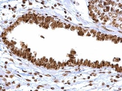 Invitrogen APE1 Polyclonal Antibody 100 &mu;L | Buy Online | Invitrogen&trade; | Fisher Scientific