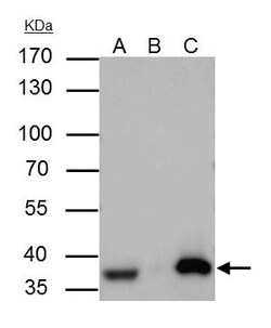 Invitrogen APE1 Polyclonal Antibody 100 &mu;L | Buy Online | Invitrogen&trade; | Fisher Scientific