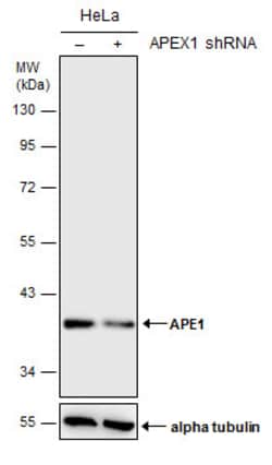 Invitrogen APE1 Polyclonal Antibody 100 &mu;L | Buy Online | Invitrogen&trade; | Fisher Scientific