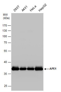 Invitrogen APE1 Polyclonal Antibody 100 &mu;L | Buy Online | Invitrogen&trade; | Fisher Scientific