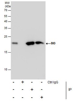 Invitrogen BID Polyclonal Antibody 100 &mu;L; Unconjugated:Antibodies,