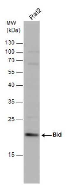 Invitrogen BID Polyclonal Antibody 100 &mu;L; Unconjugated:Antibodies,
