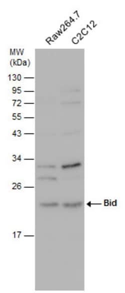 Invitrogen BID Polyclonal Antibody 100 &mu;L; Unconjugated:Antibodies,