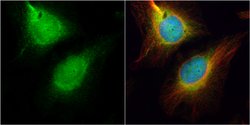 Invitrogen Cdc45L Polyclonal Antibody 100 μL; Unconjugated:Antibodies,