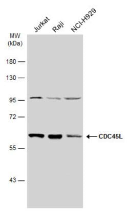 Invitrogen Cdc45L Polyclonal Antibody 100 μL; Unconjugated:Antibodies,