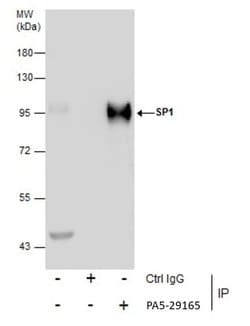 Invitrogen SP1 Polyclonal Antibody 100 &mu;L; Unconjugated:Antikörper