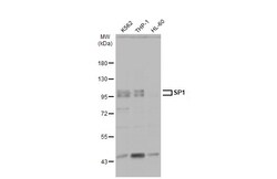 Invitrogen SP1 Polyclonal Antibody 100 &mu;L; Unconjugated:Antikörper