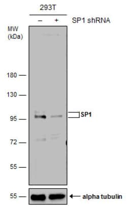 Invitrogen SP1 Polyclonal Antibody 100 &mu;L; Unconjugated:Antikörper