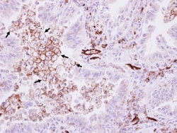 Invitrogen CD31 Polyclonal Antibody 100 μL; Unconjugated:Antibodies,