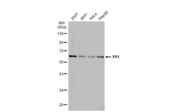 Invitrogen YY1 Polyclonal Antibody 100 &mu;L; Unconjugated:Anticuerpos