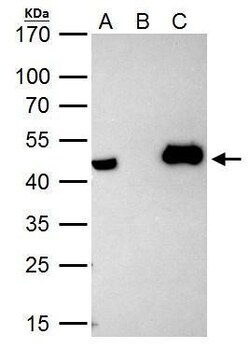 Invitrogen HAT1 Polyclonal Antibody 100 &mu;L; Unconjugated:Antibodies,