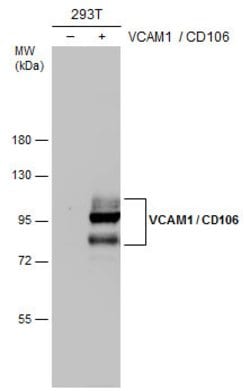 Invitrogen VCAM-1 Polyclonal Antibody 100 &mu;L | Buy Online | Invitrogen&trade; | Fisher Scientific