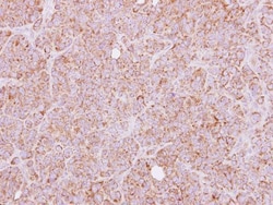 Invitrogen HTRA2 Polyclonal Antibody 100 &mu;L; Unconjugated:Antibodies,