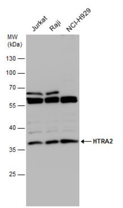Invitrogen HTRA2 Polyclonal Antibody 100 &mu;L; Unconjugated:Antibodies,