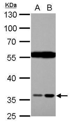 Invitrogen HTRA2 Polyclonal Antibody 100 &mu;L; Unconjugated:Antibodies,