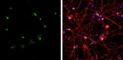 Invitrogen Sortilin Polyclonal Antibody 100 &mu;L | Buy Online | Invitrogen&trade; | Fisher Scientific