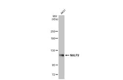 Invitrogen NALP2 Polyclonal Antibody 100 &mu;L; Unconjugated:Antibodies,