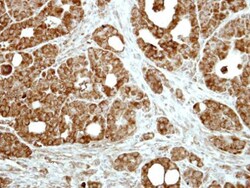 Invitrogen FAIM Polyclonal Antibody 100 &mu;L; Unconjugated:Antibodies,
