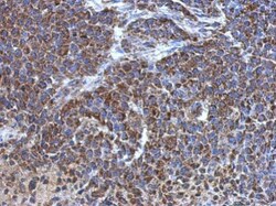 Invitrogen ATP5J Polyclonal Antibody 100 &mu;L; Unconjugated:Antibodies,