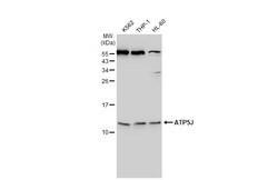 Invitrogen ATP5J Polyclonal Antibody 100 &mu;L; Unconjugated:Antibodies,