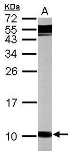 Invitrogen Gng12 Polyclonal Antibody 100 μL; Unconjugated:Antibodies,