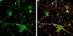 Invitrogen Calcineurin A Polyclonal Antibody 100 &mu;L; Unconjugated:Antibodies,