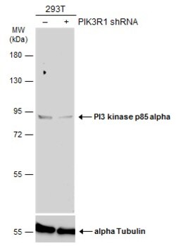 Invitrogen PI3K p85 alpha Polyclonal Antibody 100 &mu;L; Unconjugated:Antibodies,