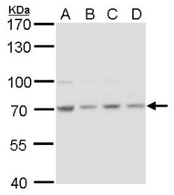 Invitrogen HSC70 Polyclonal Antibody 100 &mu;L; Unconjugated:Antibodies,
