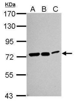 Invitrogen HSC70 Polyclonal Antibody 100 &mu;L; Unconjugated:Antibodies,