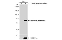 Invitrogen RSK3 Polyclonal Antibody 100 &mu;L; Unconjugated:Antibodies,