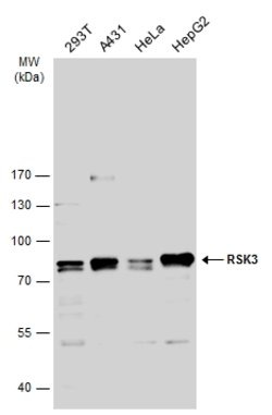 Invitrogen RSK3 Polyclonal Antibody 100 &mu;L; Unconjugated:Antibodies,