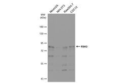 Invitrogen RSK3 Polyclonal Antibody 100 &mu;L; Unconjugated:Antibodies,