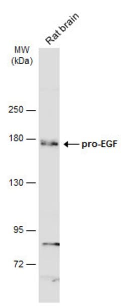 Invitrogen pro-EGF Polyclonal Antibody 100 &mu;L; Unconjugated:Antibodies,