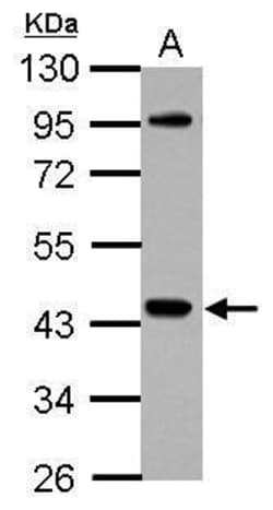 Invitrogen NCK1 Polyclonal Antibody 100 &mu;L | Buy Online | Invitrogen&trade; | Fisher Scientific