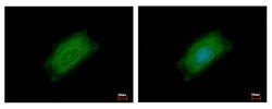 Invitrogen Cyclin B2 Polyclonal Antibody 100 μL; Unconjugated:Antibodies,