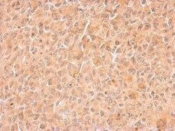Invitrogen Cyclin B2 Polyclonal Antibody 100 μL; Unconjugated:Antibodies,