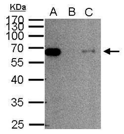 Invitrogen SMAD2 Polyclonal Antibody 100 &mu;L | Buy Online | Invitrogen&trade; | Fisher Scientific