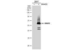 Invitrogen SMAD2 Polyclonal Antibody 100 &mu;L | Buy Online | Invitrogen&trade; | Fisher Scientific